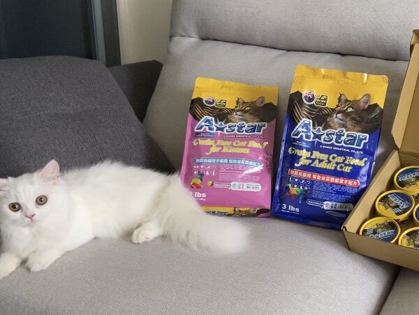貓咪飼料推薦